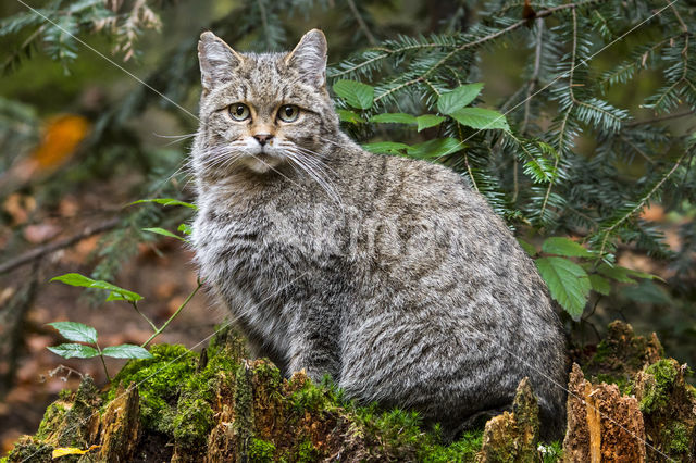 Wildcat (Felis silvestris)