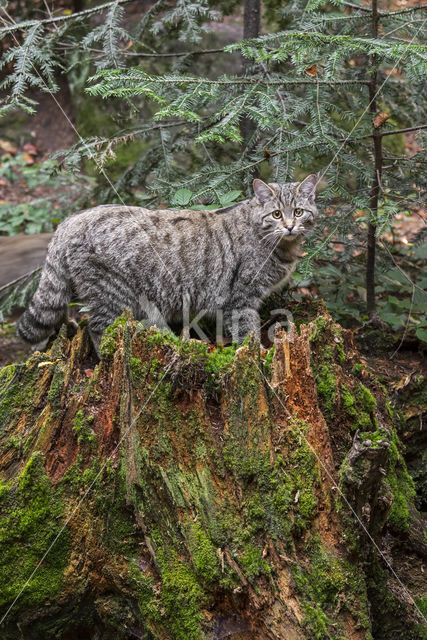 Wilde kat (Felis silvestris)