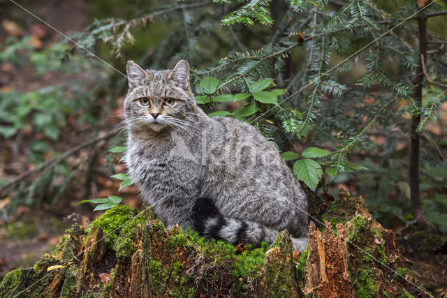 Wilde kat (Felis silvestris)