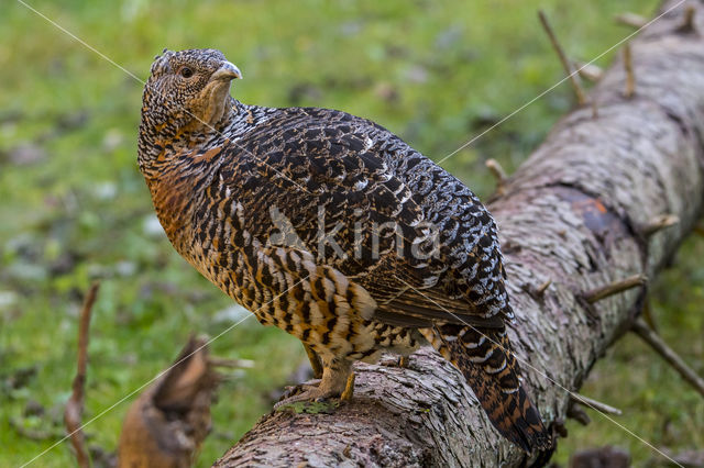 Eurasian Capercaillie (Tetrao urogallus)