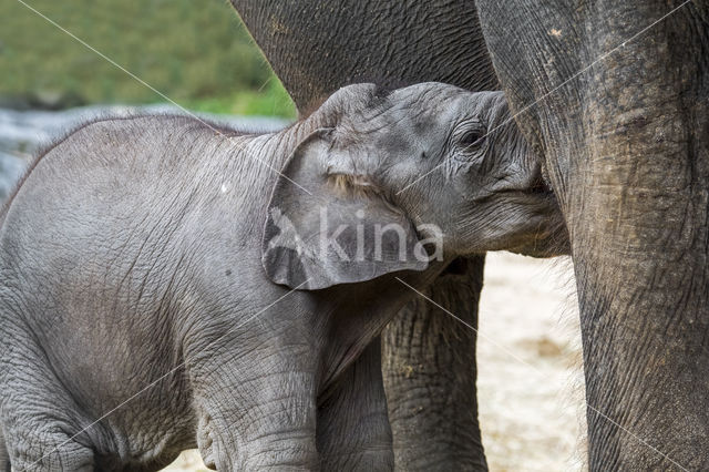 Asian elephant (Elephas maximus)