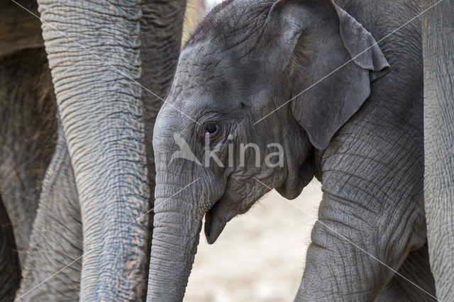 Aziatische olifant (Elephas maximus)