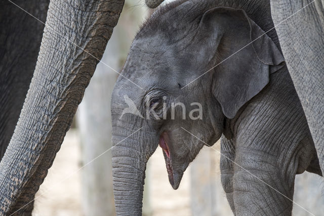 Aziatische olifant (Elephas maximus)