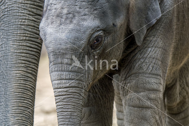 Aziatische olifant (Elephas maximus)