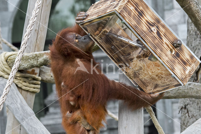 Sumatran Orangutan (Pongo abelii)