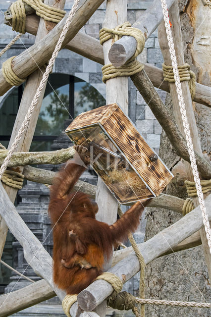 Sumatran Orangutan (Pongo abelii)