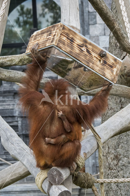 Sumatran Orangutan (Pongo abelii)