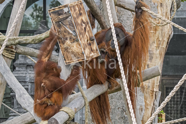 Sumatran Orangutan (Pongo abelii)