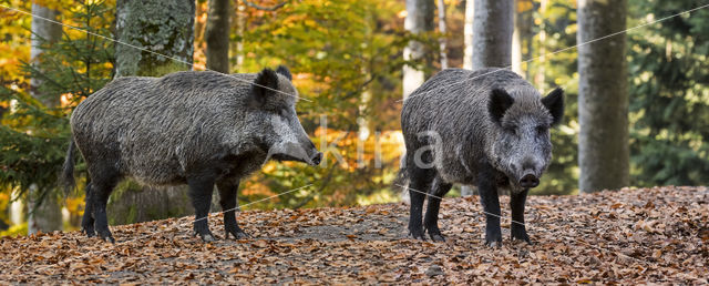 Wild Boar (Sus scrofa)