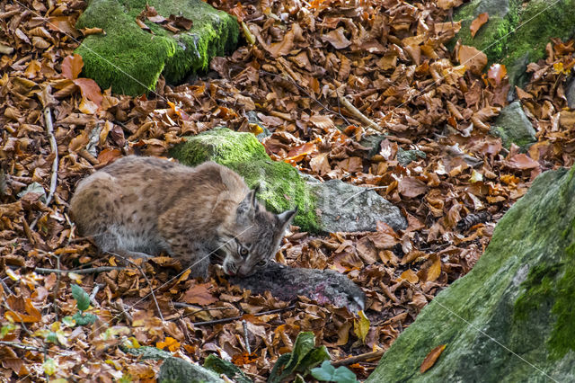 Euraziatische lynx (Lynx lynx)