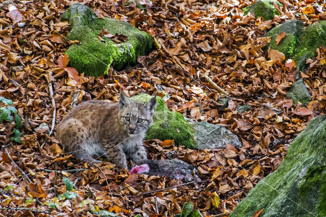 Euraziatische lynx (Lynx lynx)