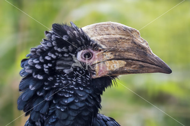 Silvery-cheeked Hornbill (Bycanistes brevis)