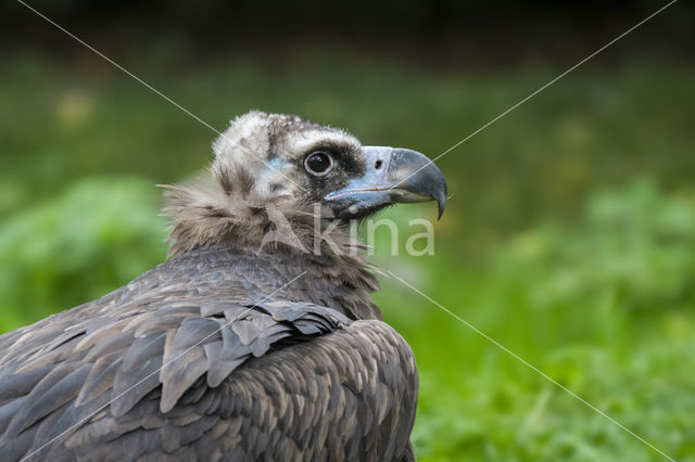 Cinereous Vulture