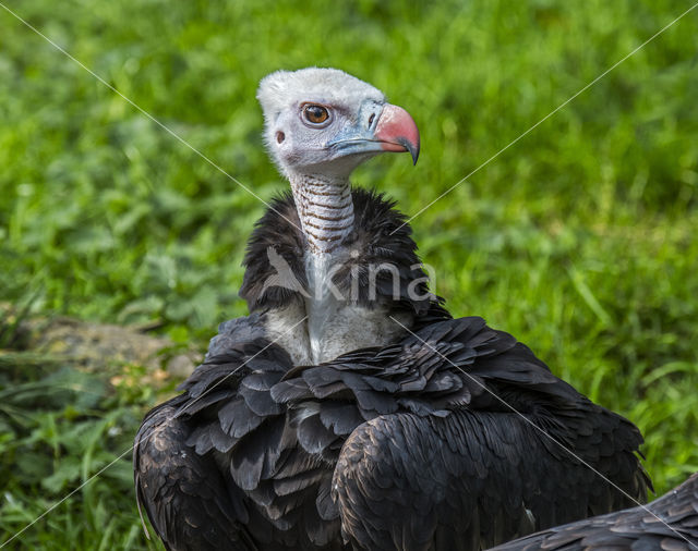 White-headed Vulture (Trigonoceps occipitalis)