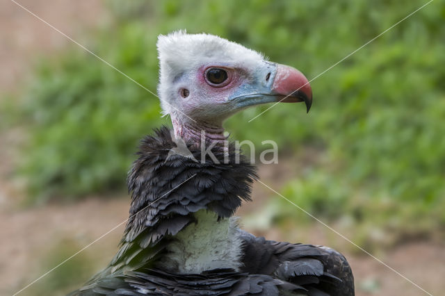 White-headed Vulture (Trigonoceps occipitalis)