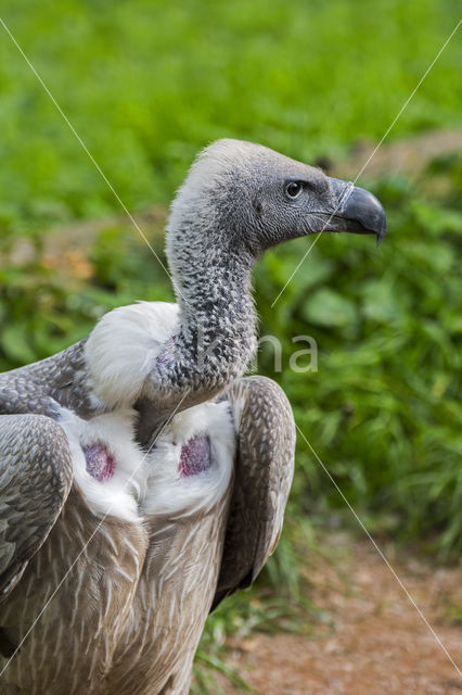 African white-backed vulture (Gyps africanus)