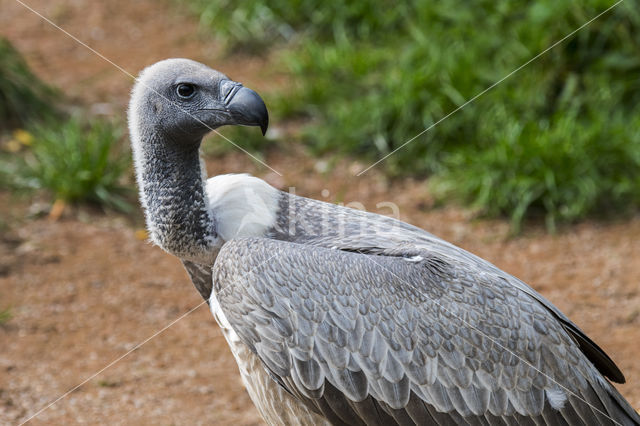 African white-backed vulture (Gyps africanus)