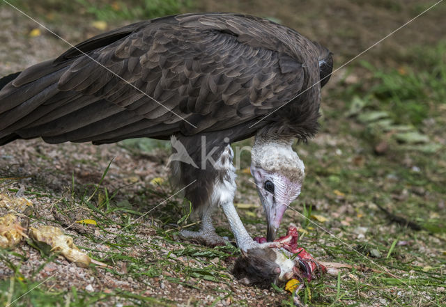 Hooded vulture (Necrosyrtes monachus)