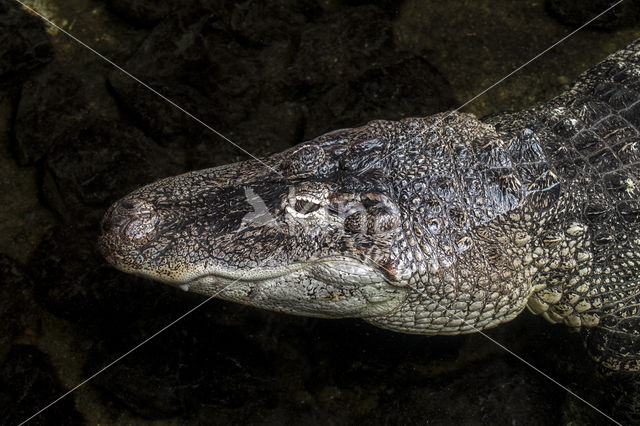 American Alligator