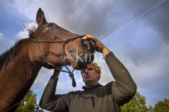 Belgisch Warmbloedpaard (Equus ferus caballus)