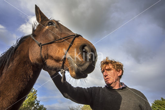 Belgisch Warmbloedpaard (Equus ferus caballus)