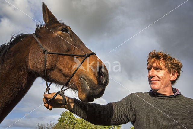 Belgisch Warmbloedpaard (Equus ferus caballus)