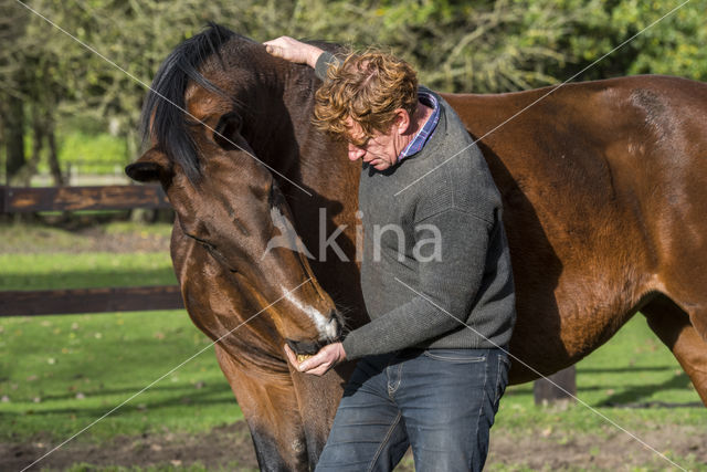 Belgisch Warmbloedpaard (Equus ferus caballus)