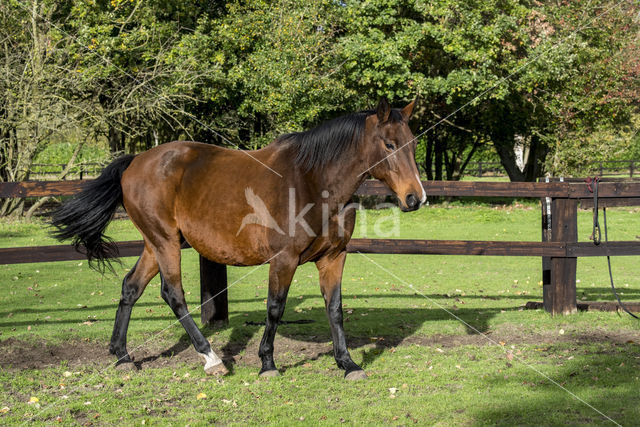 Belgisch Warmbloedpaard (Equus ferus caballus)