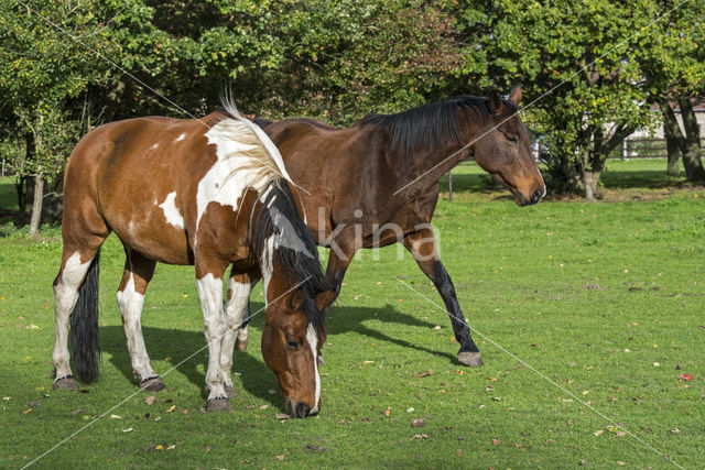 Belgian Warmblood (Equus ferus caballus)