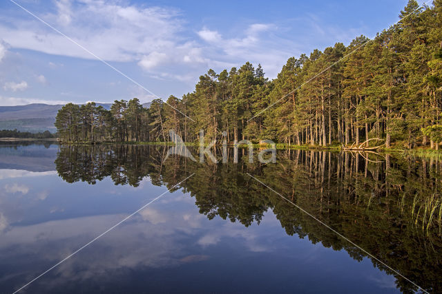 Grove den (Pinus sylvestris)