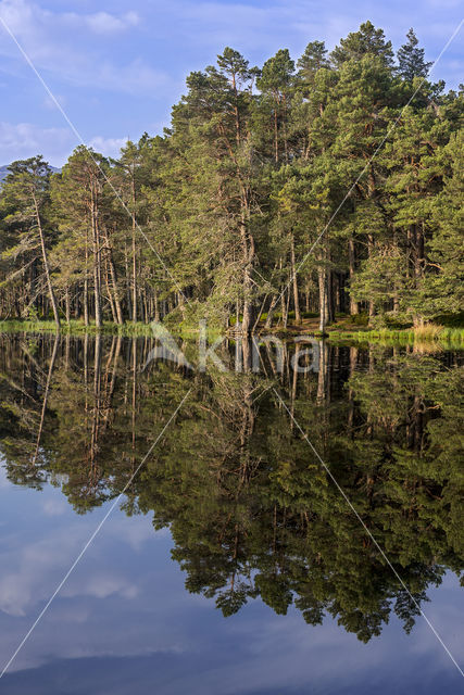 Grove den (Pinus sylvestris)