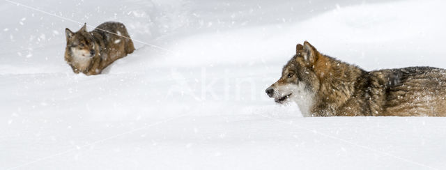 Grey Wolf (Canis lupus)