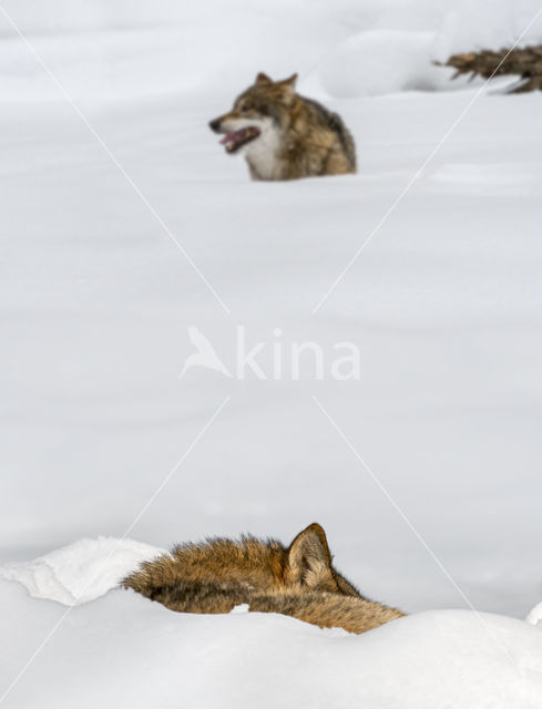 Grey Wolf (Canis lupus)