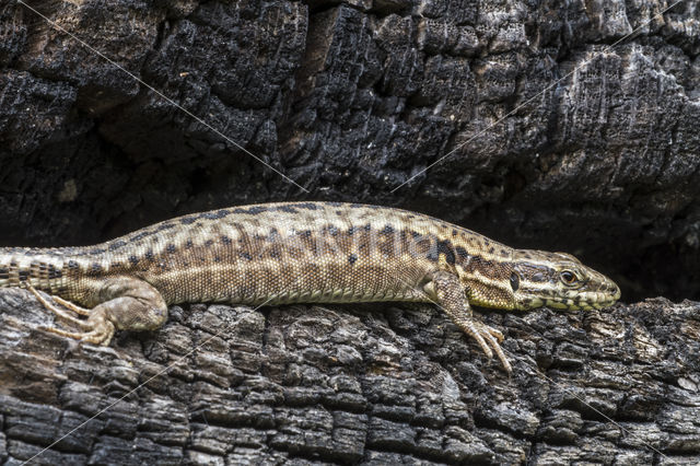 Wall Lizard (Podarcis muralis)