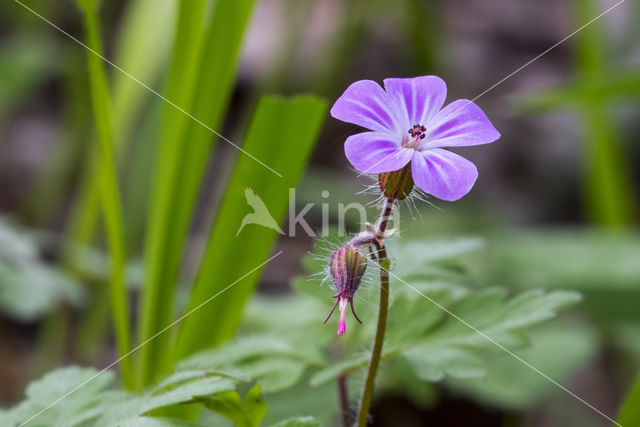 Robert geranium (Geranium robertianum)