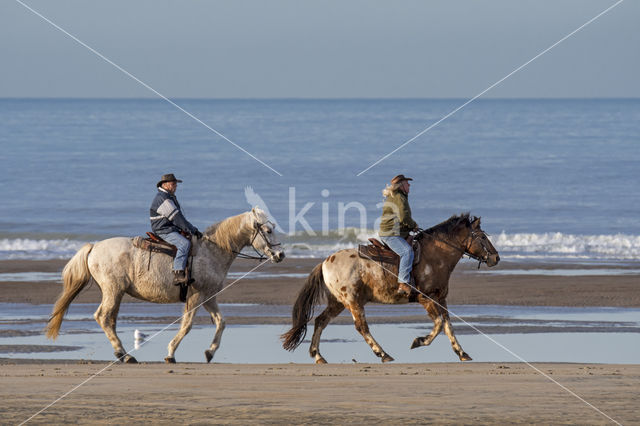 Paard (Equus spp)