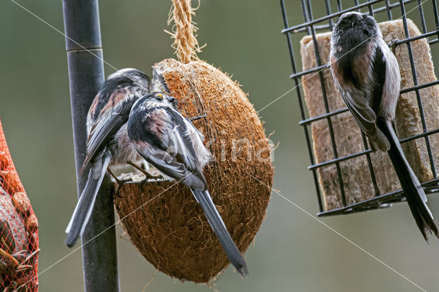 Staartmees (Aegithalos caudatus)