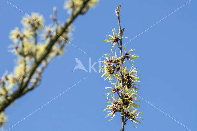 witch hazel gall aphid (Hamamelistes spinosus)