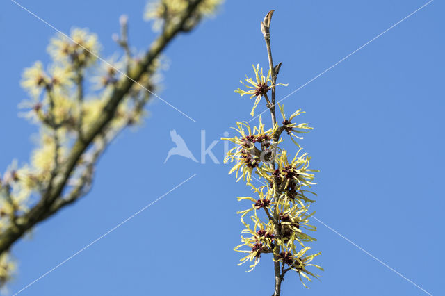 Hamamelistes spinosus