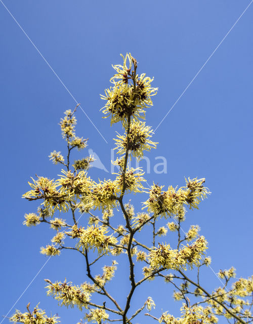 witch hazel gall aphid (Hamamelistes spinosus)