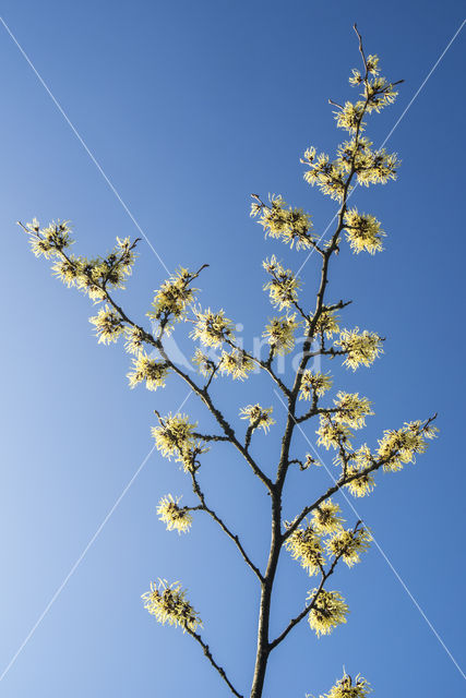 witch hazel gall aphid (Hamamelistes spinosus)