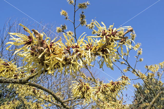 witch hazel gall aphid (Hamamelistes spinosus)