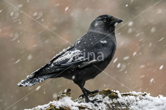 Eurasian Jackdaw (Corvus monedula)