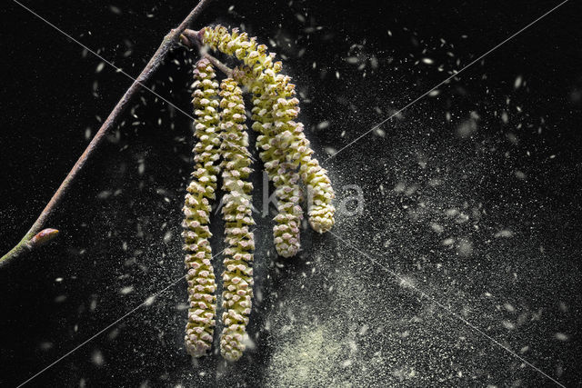 Hazel (Corylus avellana)