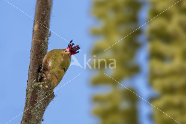 Hazelaar (Corylus avellana)