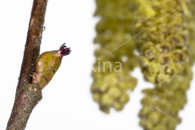 Hazelaar (Corylus avellana)