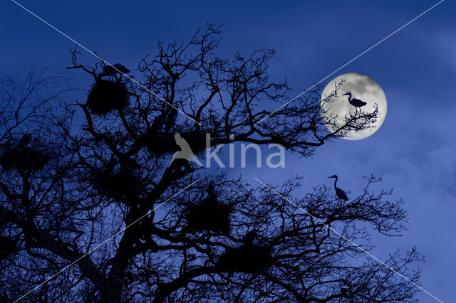 Blauwe Reiger (Ardea cinerea)