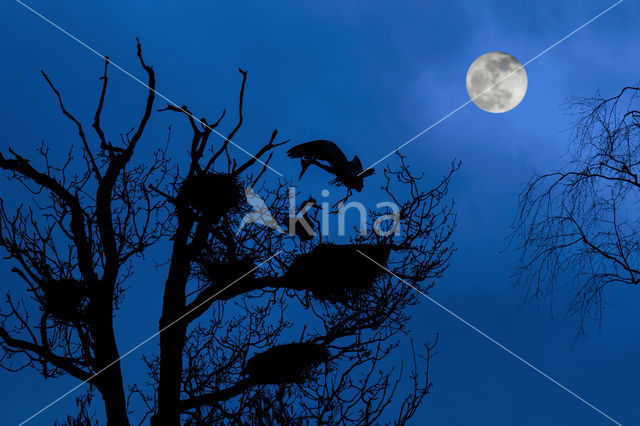 Blauwe Reiger (Ardea cinerea)