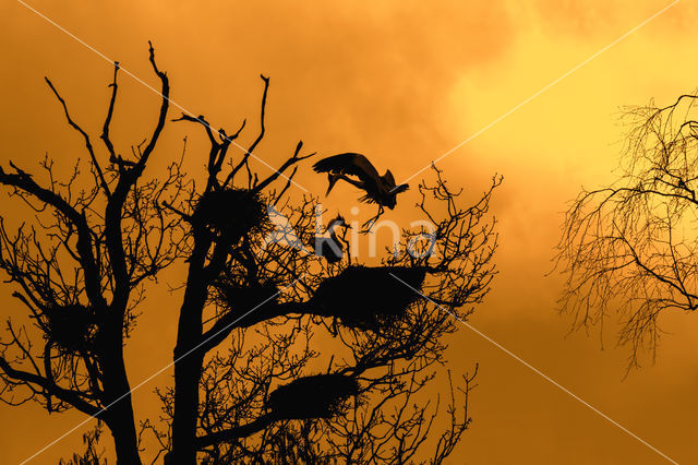 Blauwe Reiger (Ardea cinerea)