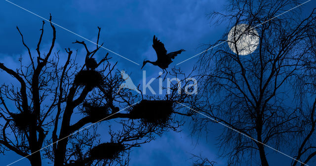 Blauwe Reiger (Ardea cinerea)